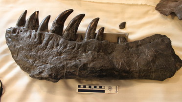 Tyrannosaurus Rex